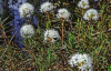 Багульник болотный (лат. Ledum palustre), семена 0,2 грамма