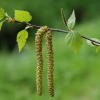 Береза повислая (лат. Betula pendula), семена