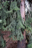 Ель сербская (лат. Picea omorika), семена