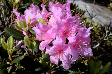 Рододендрон Шлиппенбаха ф.розовая (Rhododendron schlippenbachii f.rosea), семена 0,05 грамм