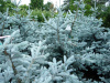 Ель колючая Хупси (лат. Picea pungens Hoopsii), семена