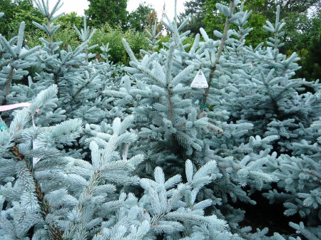 Ель колючая Хупси (лат. Picea pungens Hoopsii), семена
