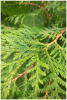 Туя западная Брабант (лат. Thuja occidentalis 'Brabant'), семена