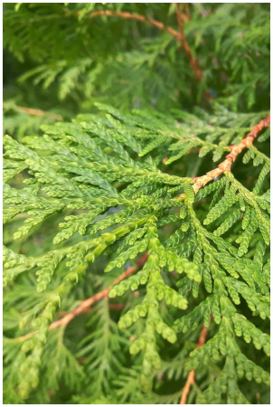 Туя западная Брабант (лат. Thuja occidentalis 'Brabant'), семена