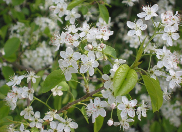 Антипка, или Вишня антипка, или Магалебская вишня (лат. Prunus mahaleb), семена