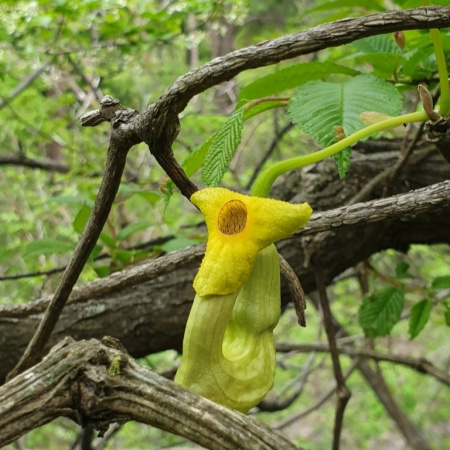 Кирказон маньчжурский (лат. Aristolochia manshuriensis), семена