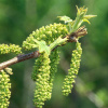 Орех серый (лат. Juglans cinerea), семена