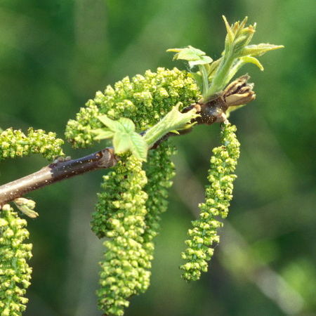 Орех серый (лат. Juglans cinerea), семена