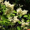 Сирень пекинская (лат. Syringa pekinensis), семена