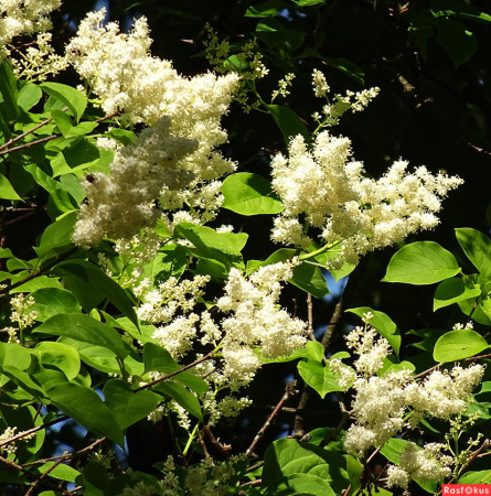 Сирень пекинская (лат. Syringa pekinensis), семена