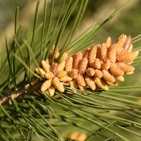 Сосна алеппская (лат. Pinus halepensis), семена