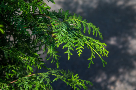Туя западная Брабант (лат. Thuja occidentalis 'Brabant'), семена
