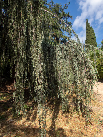 Кедр атласский (лат. Cedrus atlantica), семена