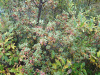 Рододендрон мелколистный (лат. Rhododendron parvifolium), семена 0,02 грамма