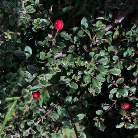 Кизильник самшитолистный (лат. Cotoneaster buxifolius) в ягодах, семена 