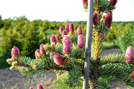 Ель колючая Хупси (лат. Picea pungens Hoopsii), семена