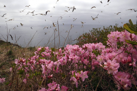 Рододендрон Шлиппенбаха ф.розовая (Rhododendron schlippenbachii f.rosea), семена 0,05 грамм