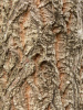 Дуб изменчивый (лат. Quercus variabilis), саженцы, 3 шт