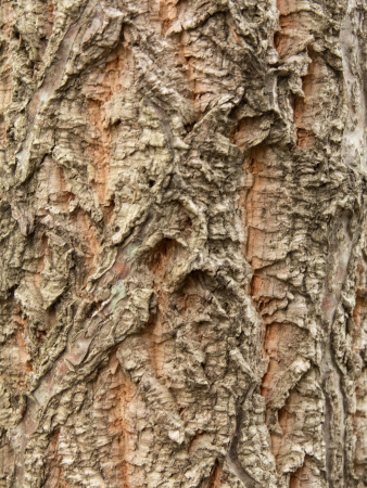Дуб изменчивый (лат. Quercus variabilis), саженцы, 3 шт
