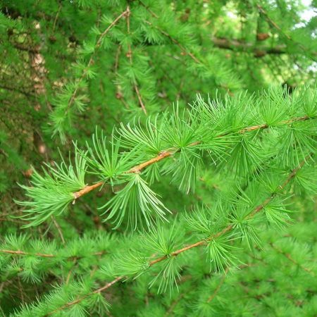 Лиственница европейская (лат. Larix decidua), семена 0,2 грамма