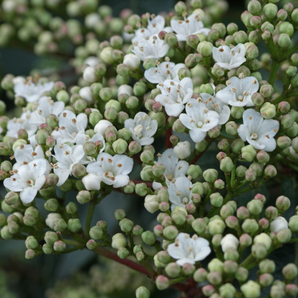Калина ичанская (лат. Viburnum ichangense), семена