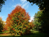 Бук восточный (лат. Fagus orientalis), семена