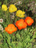 Мак голостебельный, или мак исландский микс (лат. Papaver nudicaule L.), 600 штук 