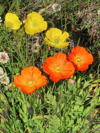 Мак голостебельный, или мак исландский микс (лат. Papaver nudicaule L.), 600 штук 