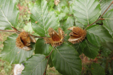 Бук восточный (лат. Fagus orientalis), семена