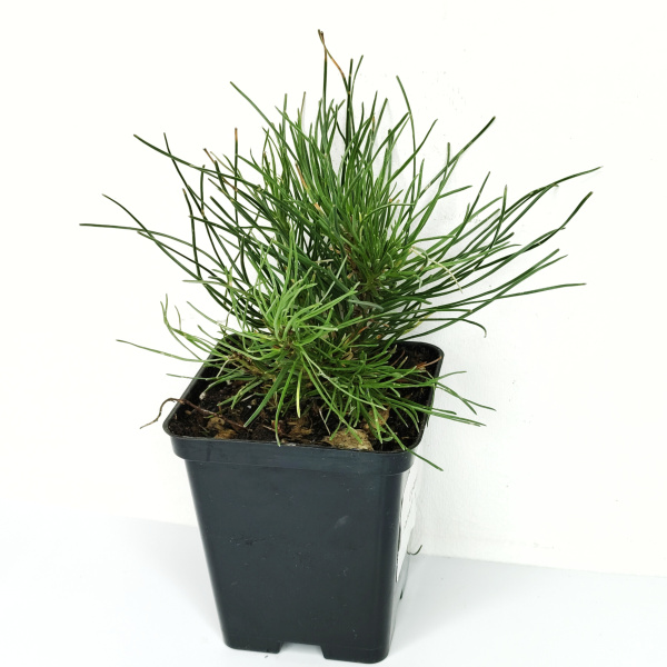 Сосна горная мугус (лат. Pinus mugo mughus), саженец, 1 шт