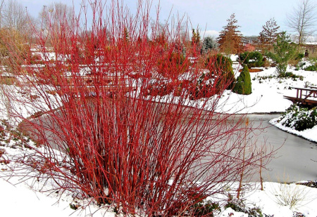 Дерен белый, или свидина белая (лат. Cornus alba), семена
