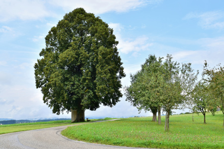Липа крупнолистная (лат. Tilia platyphyllos), семена