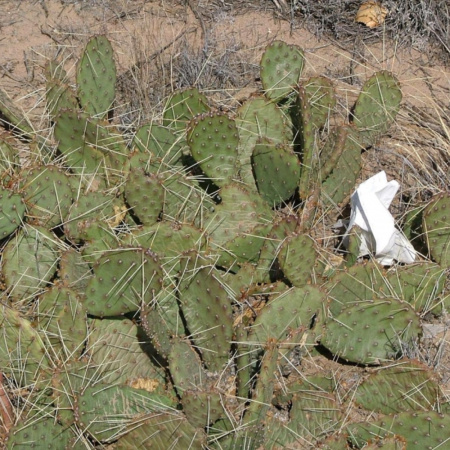 Кактус Опунция крупнокорнивищная(лат. Opuntia macrorhiza), семена 0,2 грамма