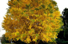 Гинкго Билоба (лат. Ginkgo Biloba), саженец, 1 шт