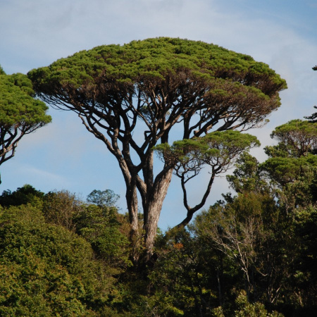 Сосна пиния, или Сосна итальянская (лат. Pinus pinea) 3 шт, семена