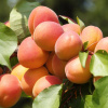 Абрикос обыкновенный "Никитский" (лат. Prunus armeniaca "Nikitskii"), семена