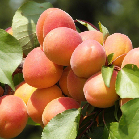 Абрикос обыкновенный "Никитский" (лат. Prunus armeniaca "Nikitskii"), семена