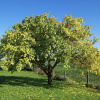 Абрикос «Спитак» (лат. Prunus armeniaca «Спитак»), семена