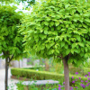 Катальпа прекрасная (лат. Catalpa speciosa), семена