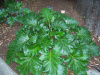 Акант обыкновенный (лат. Acanthus mollis), семена