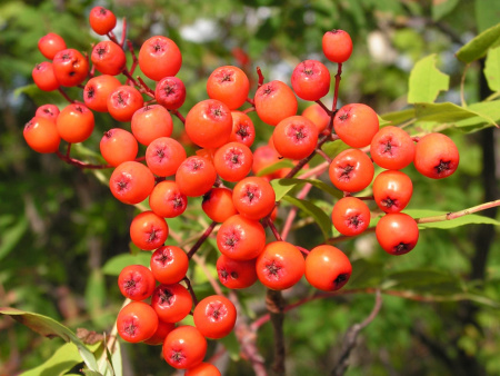 Рябина Амурская, или похуашаньская (лат. Sorbus amurensis), семена