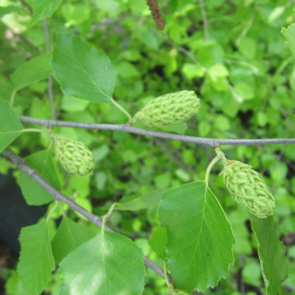 Береза черная (лат. Bеtula nigra), семена