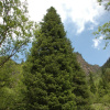 Пихта Семенова (лат. Abies semenovii), семена 
