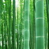 Бамбук гигантский (лат. Phyllostachys pubescens), семена