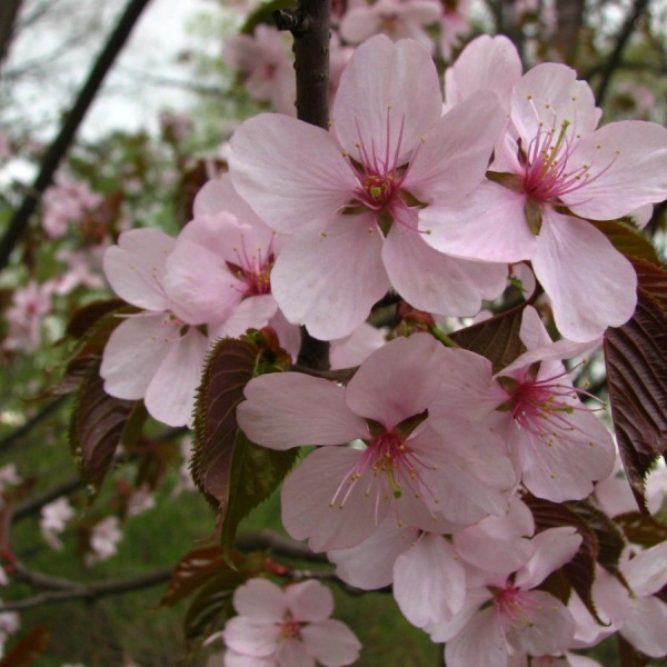 Вишня сахалинская, или Вишня Саржента "Сахалинская сакура" (лат. Prunus sachalinensis), семена 