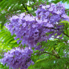 Жакаранда мимозолистная "Фиалковое дерево" (лат. Jacaranda mimosifolia), семена