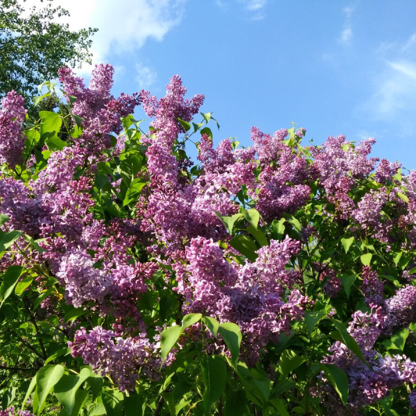 Сирень обыкновенная (лат. Siringa vulgaris), семена
