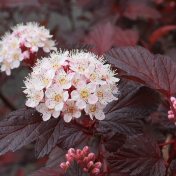Пузыреплодник калинолистный пурпуролистный (лат. Physocarpus opulifolius Purpurea), семена