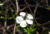Экзохорда кистистая (лат. Exochorda racemosa), семена 