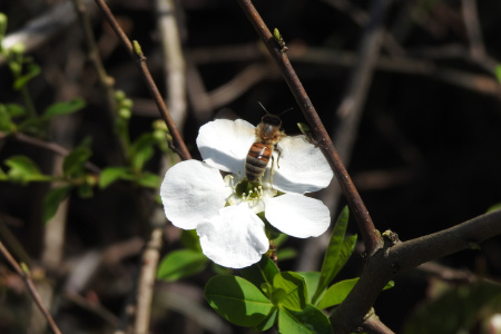 Экзохорда кистистая (лат. Exochorda racemosa), семена 